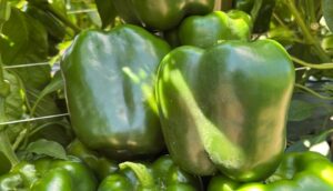 Wayfinder (Enza Zaden, Gowan Seed Company, Rupp Seeds, SEEDWAY LLC)