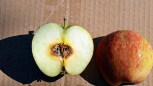 Watching for Potential Preharvest Remedy to Postharvest Problem in Pome Fruit