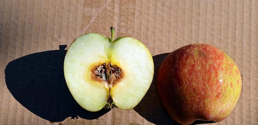 Watching for Potential Preharvest Remedy to Postharvest Problem in Pome Fruit