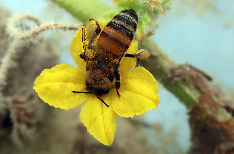 honeybee on melon bloom