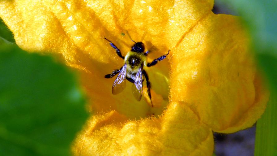 Managed bumble bee visiting a flower