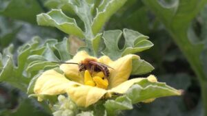 The Most Valuable Pollinators to Boost Your Melon Yields