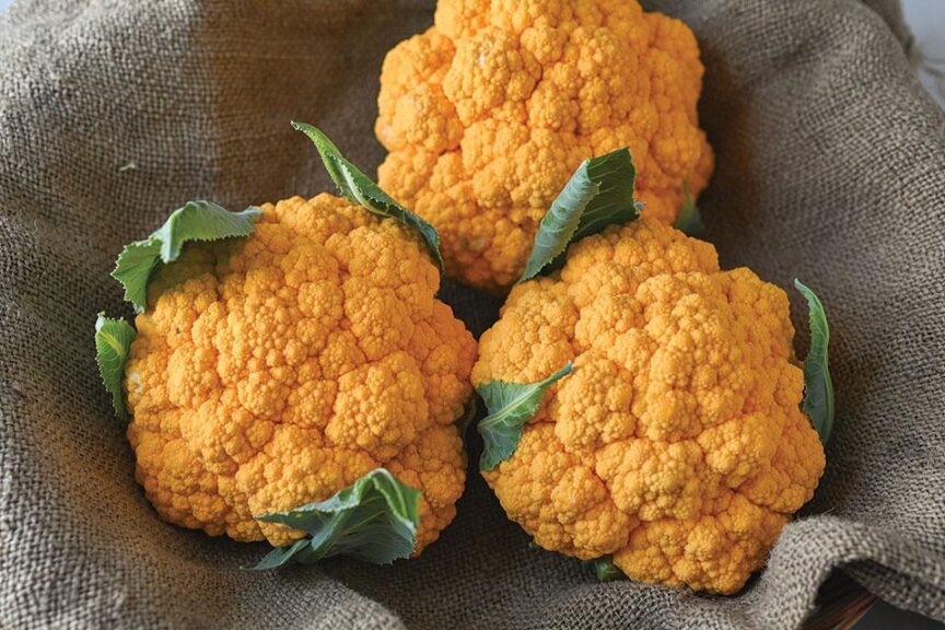 Clementine (Johnny's Selected Seeds)