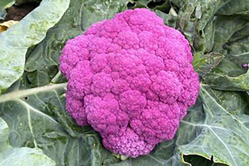 Hipster (Syngenta Vegetable Seeds, Gowan Seed Company)