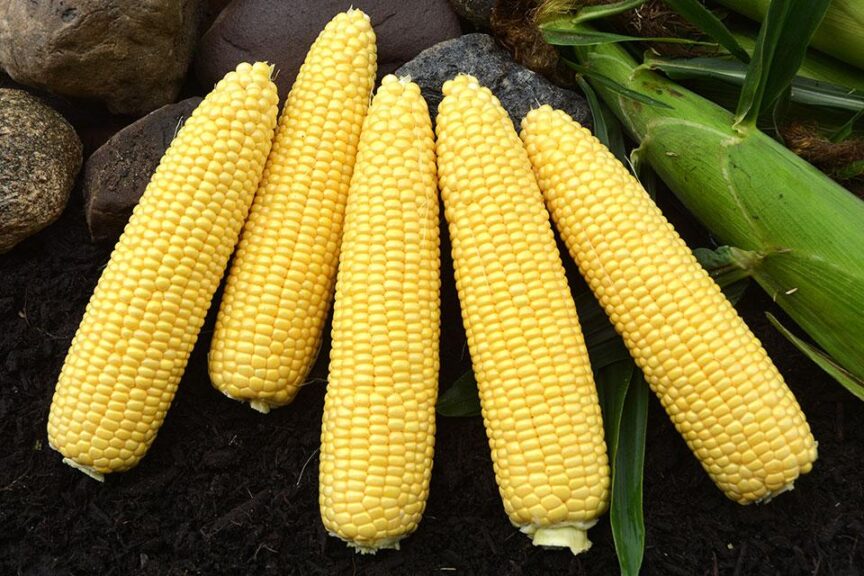 Independence H21 (SEEDWAY LLC)