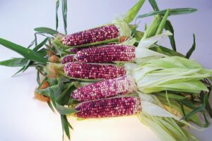 Ultra Violet (Johnny's Selected Seeds)