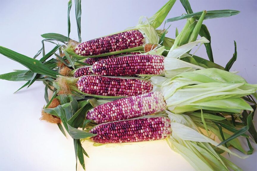 Ultra Violet (Johnny's Selected Seeds)