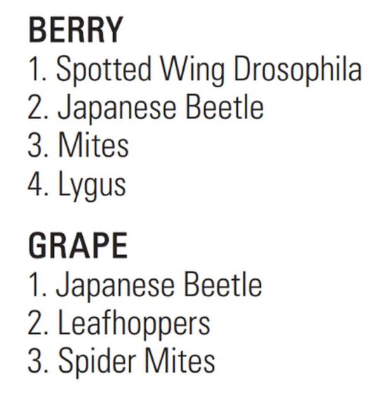 INSECT PESTS
