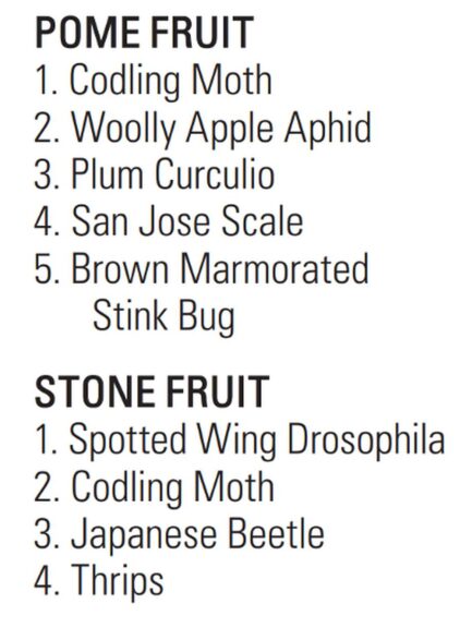 INSECT PESTS