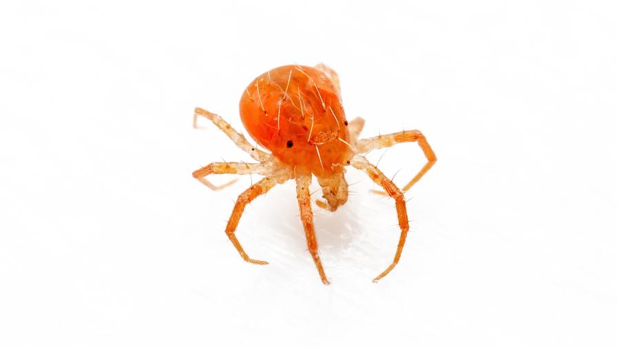 Anystis baccarum mite and/or Whirligig red velvet mite