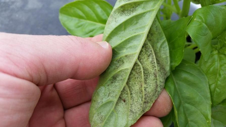 Research Finding Better Ways To Deal With Basil Downy Mildew