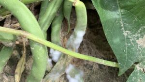 Same Name, Different Plant Disease — Why You Need To Know the Differences