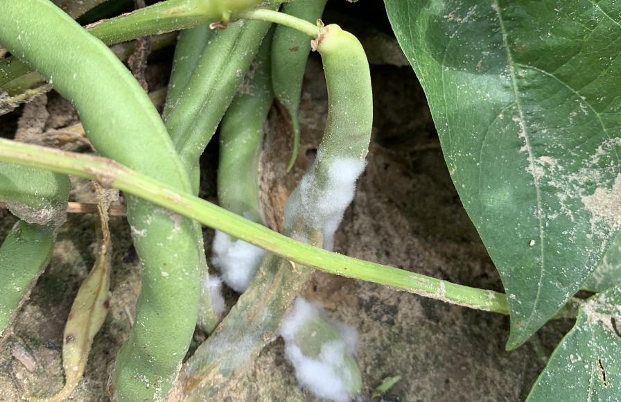 Same Name, Different Plant Disease — Why You Need To Know the Differences