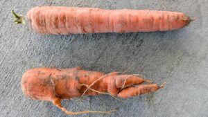 Winning the Battle Against Nematodes in Root Crops