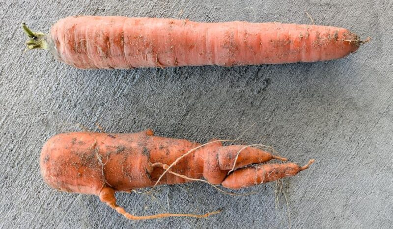 Winning the Battle Against Nematodes in Root Crops