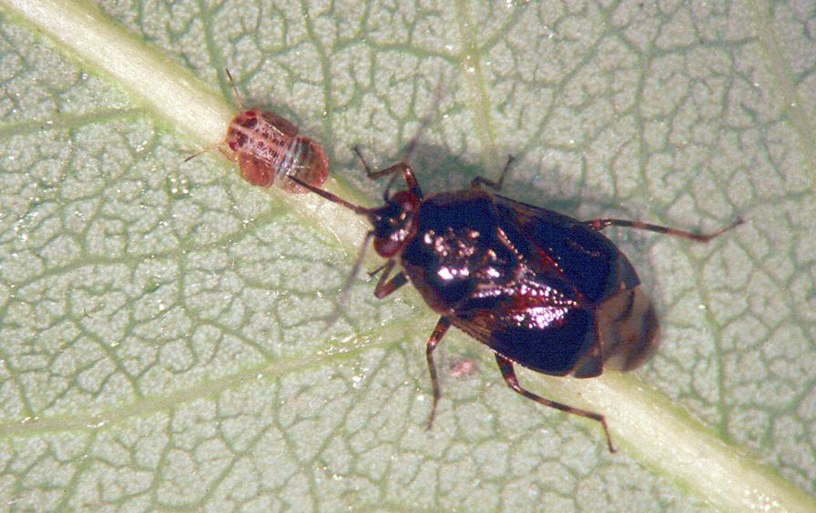 Deraeocoris brevis chasing prey