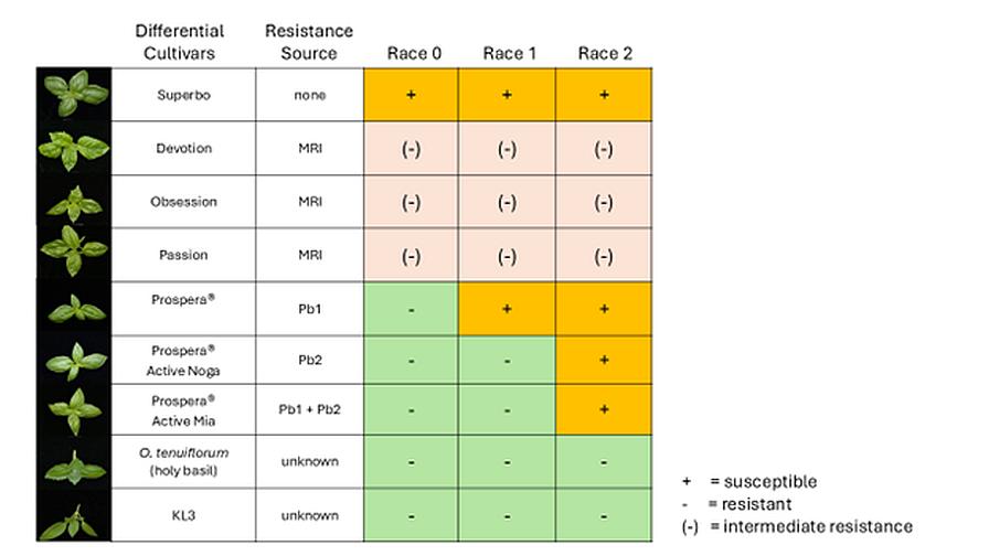 Basil downy mildew resistance comparison chart