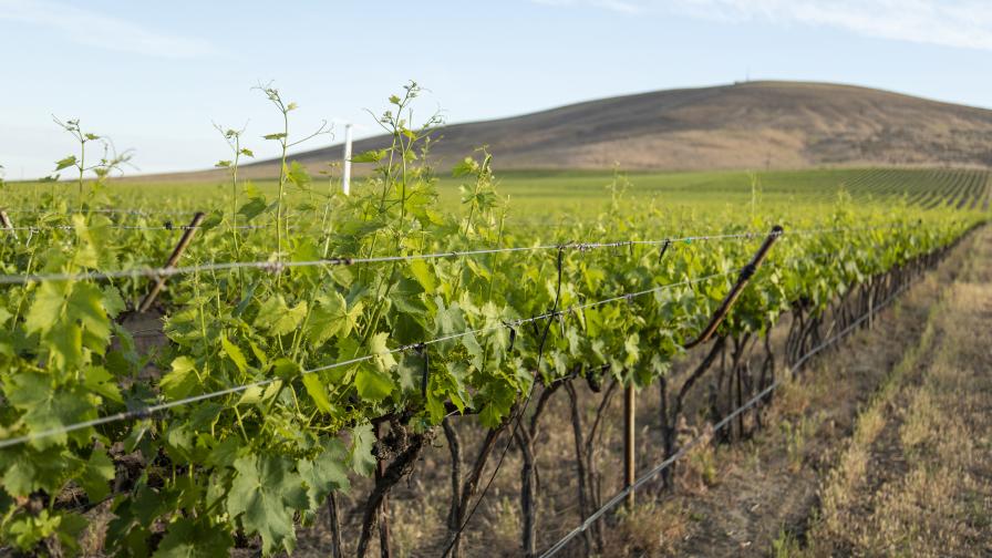 Grape vineyard