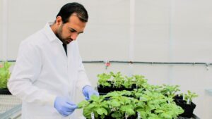 What To Know About New Fusarium Species Found in Potato Storage