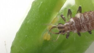 Beneficial Bugs With a Big Appetite for Citrus Psyllids