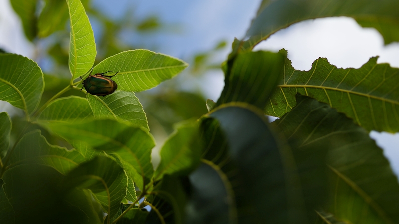 (Staff Photos by Rob Mattson/Noble Research Institute) Common green June beetles (Cotinis nitida) and American bird grasshoppers (Schistocerca americana) go from pecan tree to pecan tree to eat leaves in a young orchard planted on the southwest side of campus, Wednesday afternoon, August 24, 2022, in Ardmore, Oklahoma.