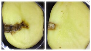 New Study Uncovers Unique Way To Stop Potato Late Blight