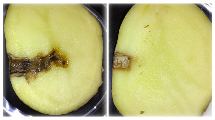 Comparison of two potatoes in late blight study