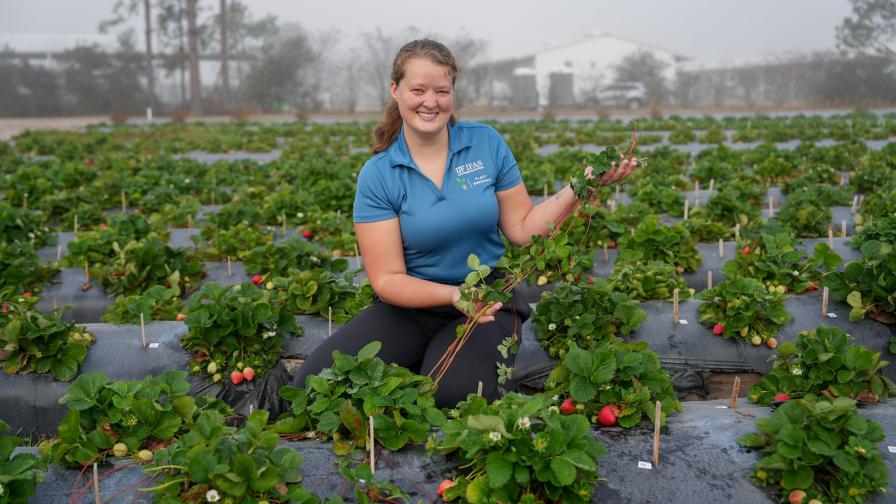 New Research Taps Into Genetics To Catch Strawberry Runners
