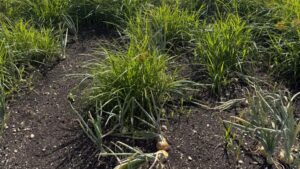 Ways Weather Can Throw Off Weed Control in Vegetable Crops