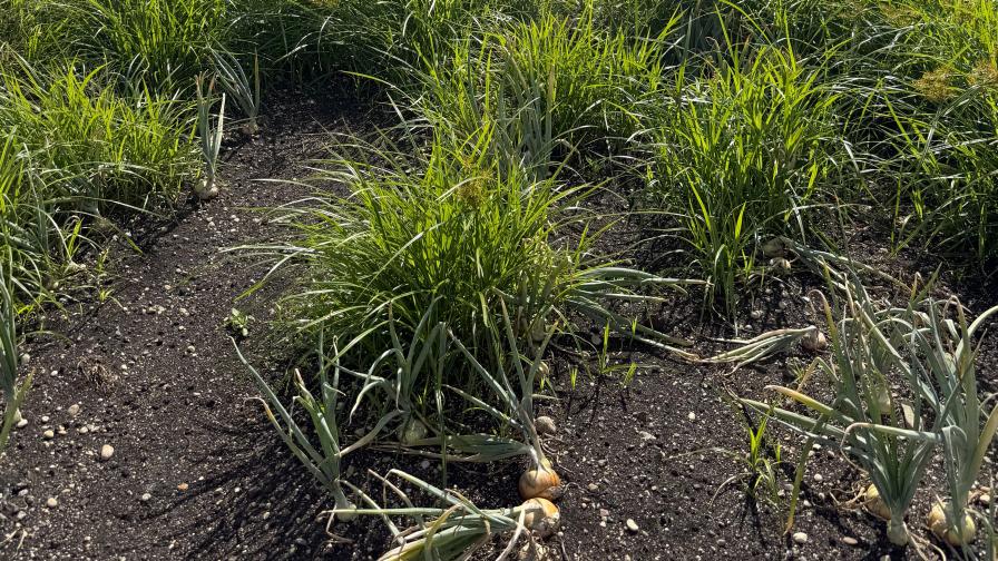 Ways Weather Can Throw Off Weed Control in Vegetable Crops