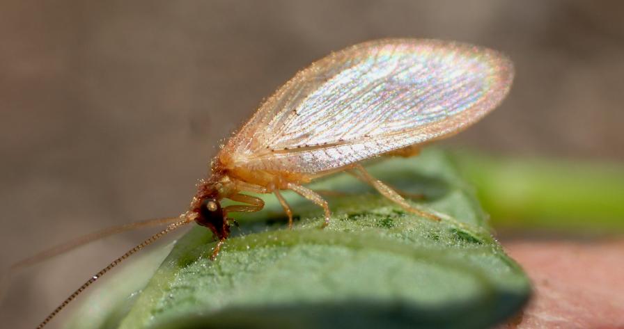 brown lacewings on a leaf