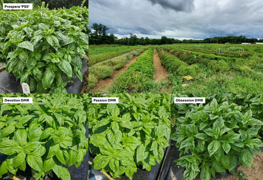 Downy mildew resistance in basil field trial