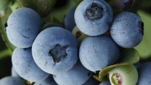 Check Out the Latest Blueberry Variety From Fall Creek Nursery