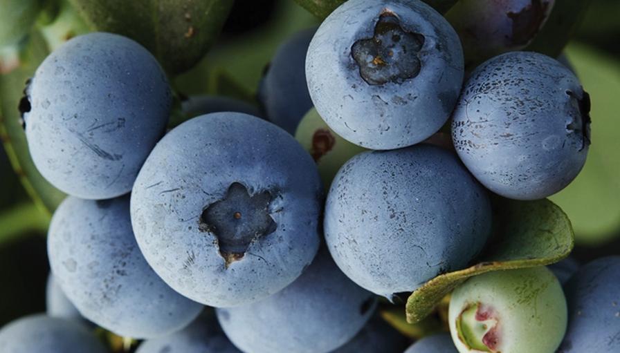 Apex ‘FCM14-057’ blueberries