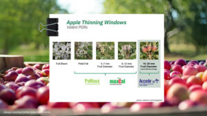Apple Thinning Checklist and Tips