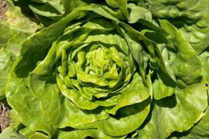 Carmanda (Enza Zaden, Gowan Seed Company, Osborne Quality Seeds)