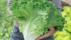The Latest Lettuce Varieties You’ll Want To Grow Now