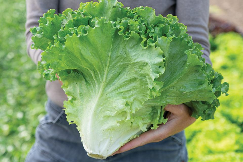 The Latest Lettuce Varieties You’ll Want To Grow Now