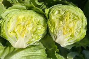 Hotshot (Pinnacle Seed Inc., Garden Trends Inc DBA Harris Seeds)
