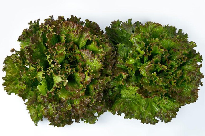 Kremlin (Sakata Seed America, Rupp Seeds)