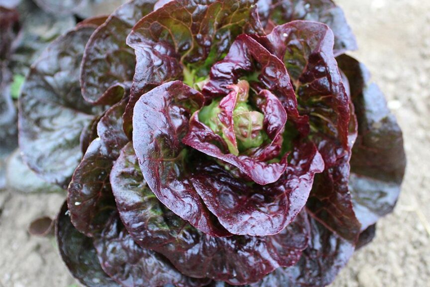 Rosaine (Rijk Zwaan USA, Osborne Quality Seeds)