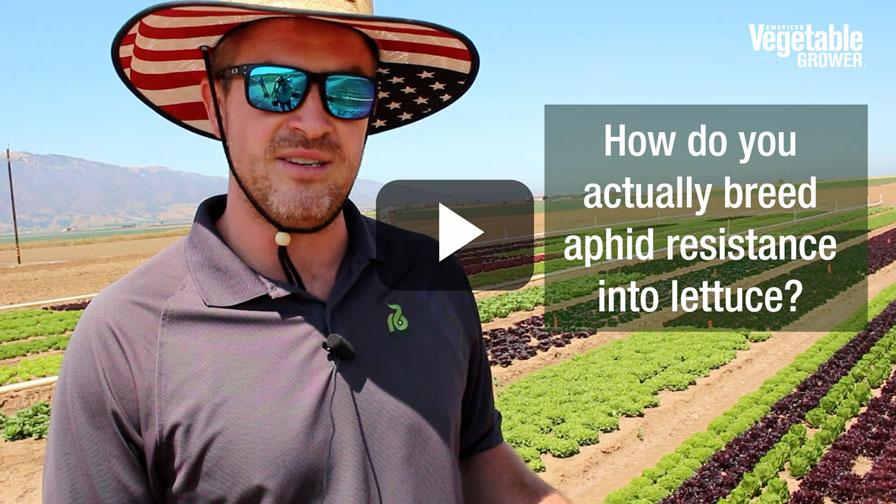 Video: How Plant Breeders Are Building Aphid Resistance Into Lettuce ...