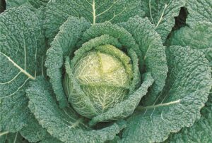 Clarissa (Bejo Seeds Inc., Stokes Seeds Inc.)