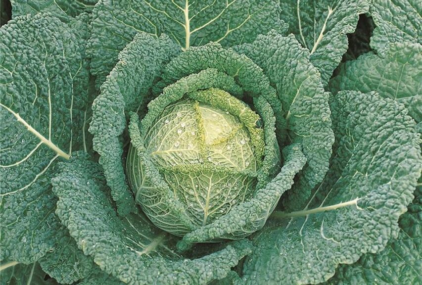 Clarissa (Bejo Seeds Inc., Stokes Seeds Inc.)