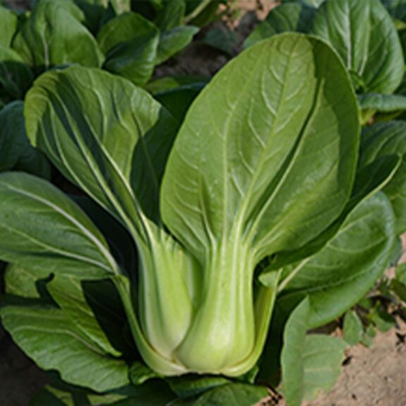 Chun Yu F1 (Kitazawa Seed Co.)