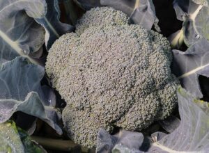 Eiffel (Seminis Vegetable Seeds)