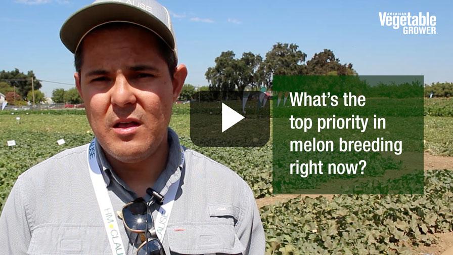 Video: Why Viral Resistance Is the Next Big Hurdle in Melon Breeding