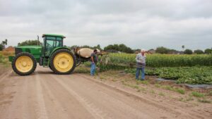 Analyzing Labor’s Ripple Effect on the Vegetable Industry