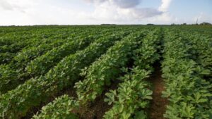 Okra Emerging as a New Powerhouse Crop