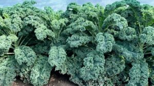 Wunderbor (Bejo Seeds Inc., Gowan Seed Company)